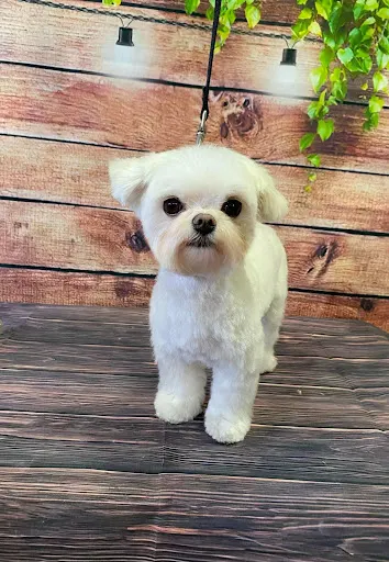 JUST-DOGS salon pielęgnacji psów Justyna Wróbel